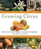 Growing Citrus